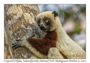 Coquerel's Sifaka