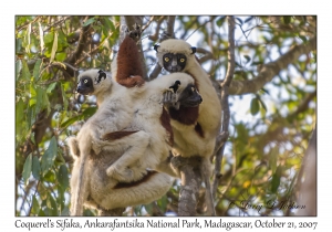 Coquerel's Sifaka