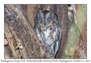 Madagascar Scops Owl