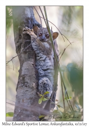 Milne-Edward's Sportive Lemur