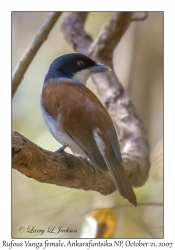 Rufous Vanga female