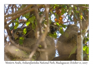 Western Avahi (Wooly Lemur)