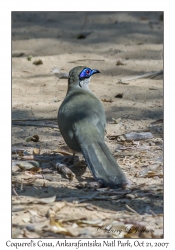 Coquerel's Coua