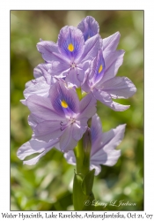 Water Hyacinth