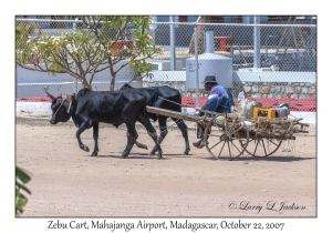 Zebu Cart