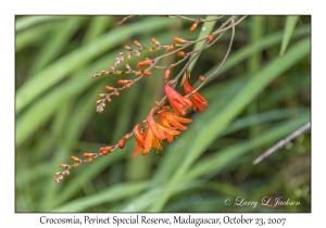 Crocosmia