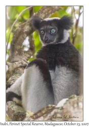 Indri