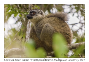 Common Brown Lemur