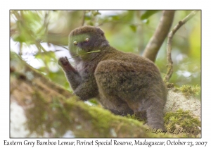 Eastern Grey Bamboo Lemur