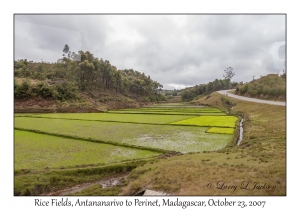 Rice Fields