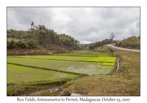 Rice Fields