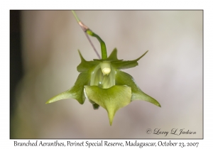 Branched Aeranthes