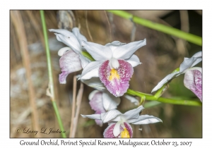 Ground Orchid