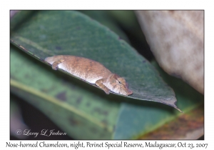 Nose-horned Chameleon