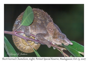 Short-horned Chameleon male