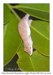 Nose-horned Chameleon