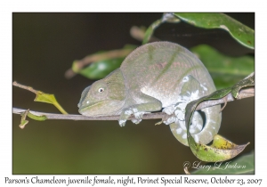 Parson's Chameleon