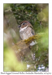 Short-legged Ground-Roller