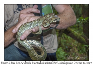 Fraser & Tree Boa