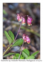 Kalanchoe species