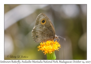 Unknown Butterfly