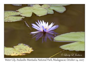 Water Lily