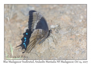 Blue Madagascar Swallowtail