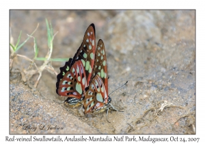 Red-veined Swallowtails