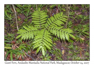 Giant Fern