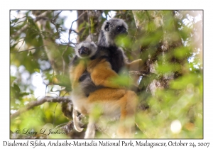 Diademed Sifaka