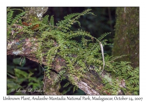 Unknown Fern