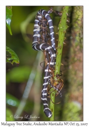 Malagasy Tree Snake