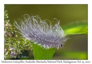 Unknown Caterpillar