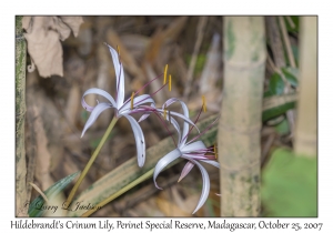 Hildebrandt's Crinum Lily