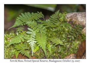 Fern & Moss