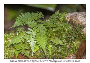 Fern & Moss