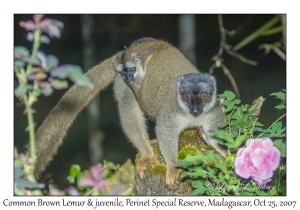 Common Brown Lemur