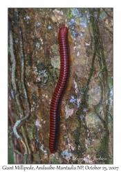 Giant Millipede