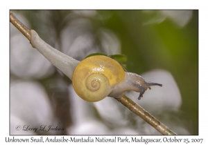 Snail