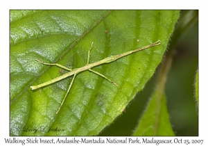 Stick Insect