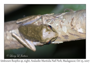 Unknown Boophis sp