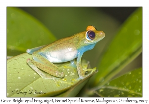 Green Bright-eyed Frog