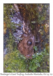 Boulenger's Giant Treefrog & eggs