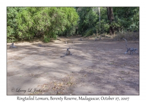 Ringtailed Lemurs