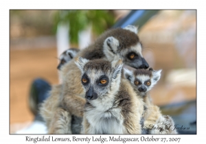 Ringtailed Lemur