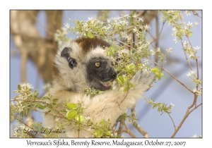 Verreaux Sifaka