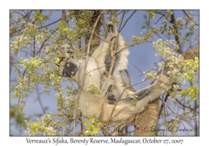 Verreaux's Sifaka