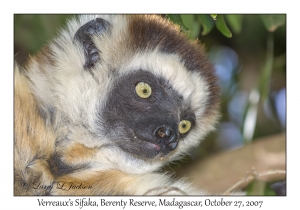 Verreaux's Sifaka