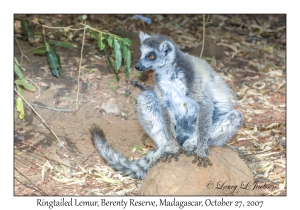 Ringtailed Lemur