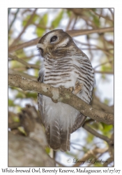 White-browed Owl